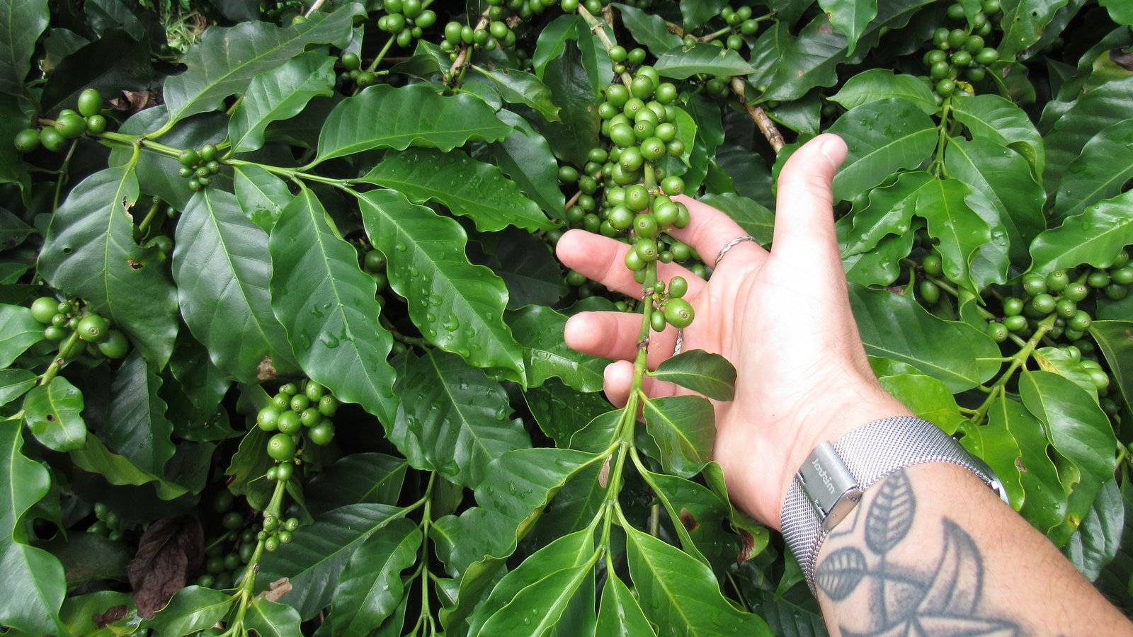 Granos de café verde en la planta - Tostadero Marca Blanca